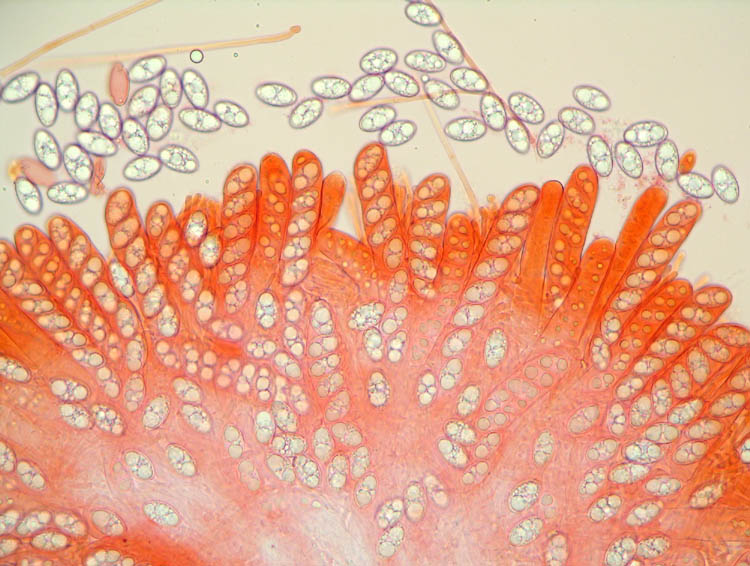 Oggi N� 2... 12 Giugno 2010